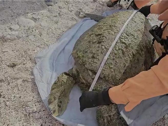 小琉球中澳沙滩搁浅的绿蠵龟长约105公分。（第五岸巡队提供／罗琦文屏东传真）