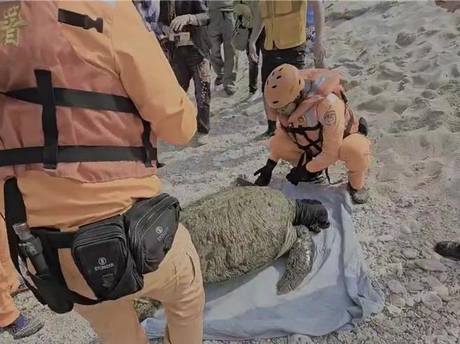 小琉球中澳沙滩搁浅的绿蠵龟有受伤情况。（第五岸巡队提供／罗琦文屏东传真）