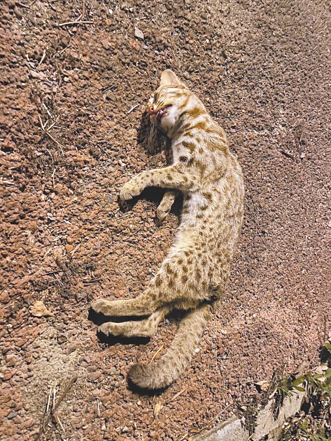 彰化花壇鄉東外環道路旁，疑似有石虎遭路殺。（翁啟祐提供／葉靜美彰化傳真）