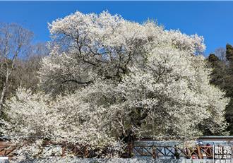 霧社「櫻王」即將盛開  觀霧國家森林遊樂區集章活動登場