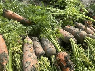 豪雨重創台南 紅蘿蔔裂果、根腐爛 農民恐損失破百萬