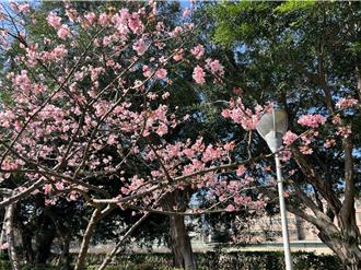 桃園36處空品淨化區變身賞花景點 環保又浪漫