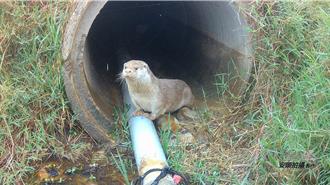 金門推水獺生態服務給付方案 獎勵最高可拿6萬元