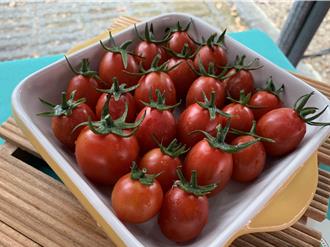 民眾疯抢！花莲场培育「嫣红番茄」全国量贩店上架开卖