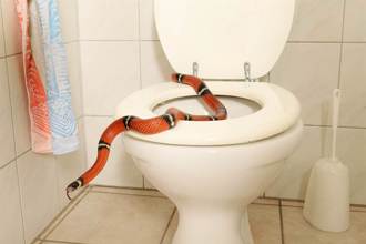 上廁所大腿突困劇痛 低頭見蟒蛇狠咬 她徒手抓蛇嘴脫困