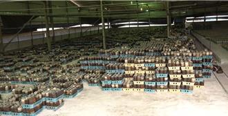 極端氣候挑戰！新社香菇產量驟減近4成 農會提2解方