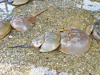 金門禁捕三棘鱟 最高開罰15萬