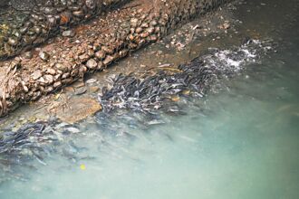 砸2.7億奏效 瓦磘溝魚群爆量