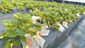 六龜草莓試種成功 量產即秒殺