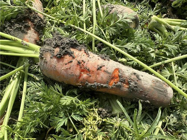 台南佳里等地的紅蘿蔔，這季受到降雨影響，生長狀況不佳，出現腐爛、表皮損傷和裂果等情形。（張旭喬提供／張毓翎台南傳真）