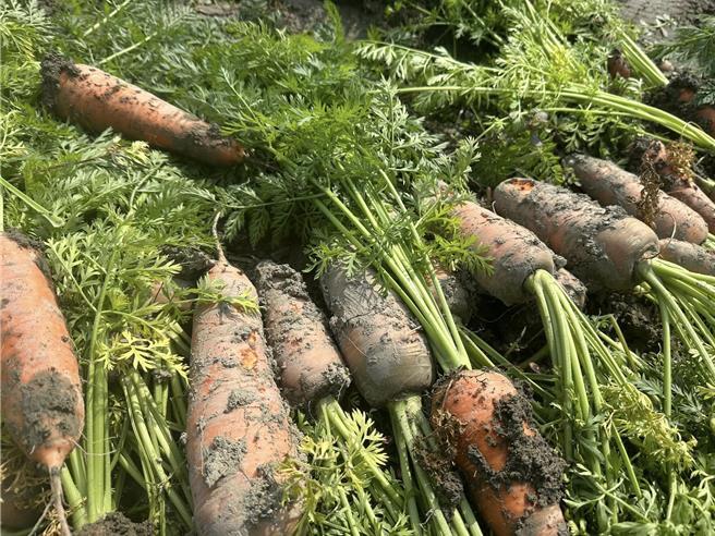 佳里區農會會員代表張旭喬說，昨日下午隨便挖出20根紅蘿蔔，全都出現損傷的情況，他擔心最後無法採收。（張旭喬提供／張毓翎台南傳真）
