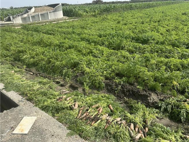 台南市是南部紅蘿蔔種植面積最大的地方，近期受到降雨影響，這季可能會減產。（張旭喬提供／張毓翎台南傳真）