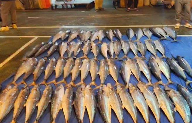 澎湖望安乡将军籍渔船再胜兴号一举捕获1200多尾土魠，19日清晨在马公第三渔市场以300余万元批发价卖出。（高明强提供／许逸民澎湖传真）