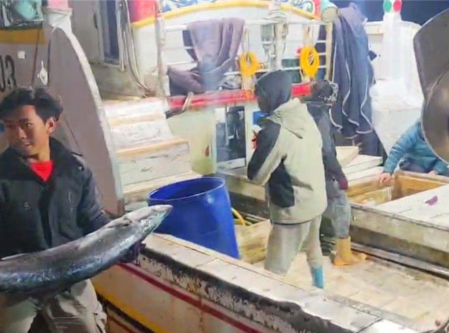 澎湖望安乡将军籍渔船再胜兴号18日晚一举捕获1200多尾土魠，19日清晨在马公第三渔渔港卸货。（高明强提供／许逸民澎湖传真）