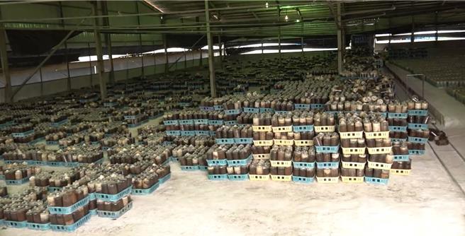 根据新社区农会统计，全新社区约有400户香菇农、1亿多个香菇太空包。（李京升摄）