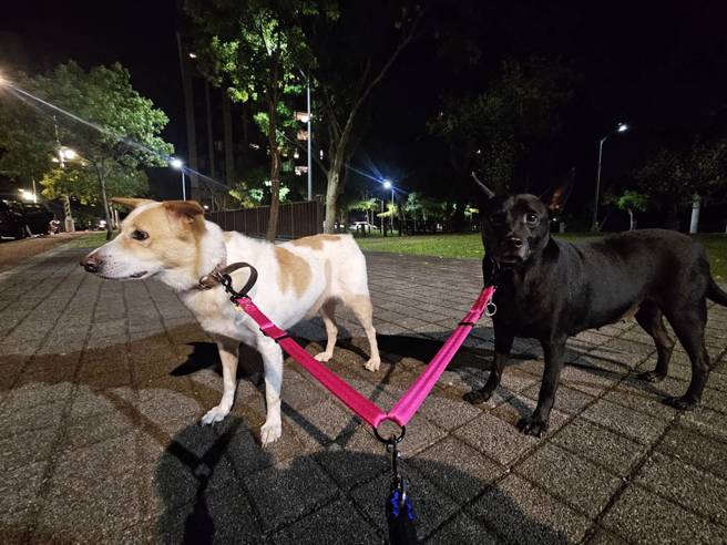 妮娜(圖左)和黑糖很喜歡去散步。(飼主蔡小姐提供)