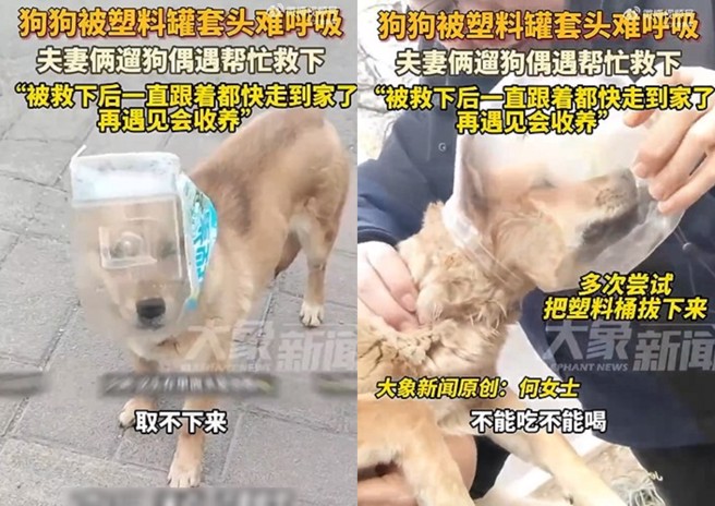 流浪的小黃狗頭部被塑膠罐套住，大陸一對善良的夫妻見狀上前協助脫困。（翻攝微博）