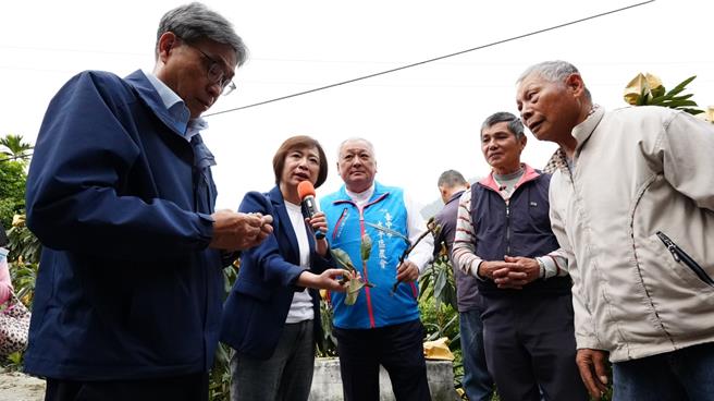 立委何欣純19日邀農業部長陳駿季到台中太平大湖桶枇杷產專區農地實地勘察枇杷災損。（馮惠宜攝）