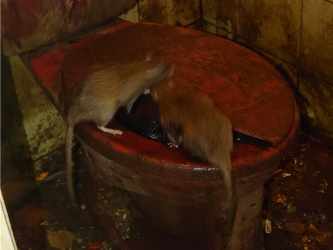 高雄市三民区一处透天宅，曾因垃圾量惊人，蟑螂、鼠辈横窜被戏称为「米奇妙妙屋」，当地里长透露该户已于去年底以1266万卖掉，新屋主砸400万大整修要自己住。（任义宇摄）