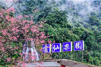 烏來櫻花季登場 雲仙樂園山櫻花盛放