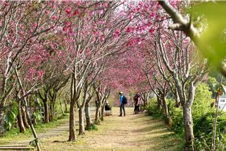苗栗铜锣乡打造环保花海公园 炮仗花与山樱花争奇斗艳