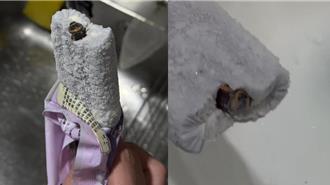 超商芋頭冰棒咬下驚見小強頭 食安處出手稽查