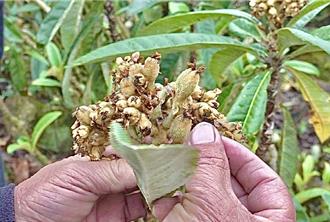 南投國姓枇杷減產逾3成 農業部現金救助每公頃10萬元