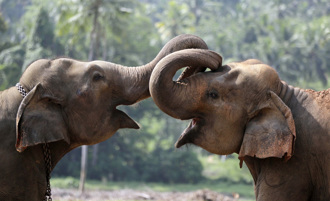影》斯里蘭卡火車撞象群6死！倖存母象護小象現場曝