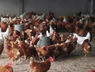國際禽流感橫行釀蛋荒 防檢署呼籲業者提高警覺落實防疫
