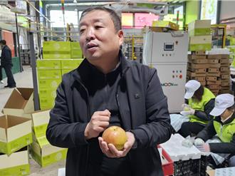 山西打卡遊2／2》「梨中愛馬仕」 山西隰縣玉露香梨清甜細膩