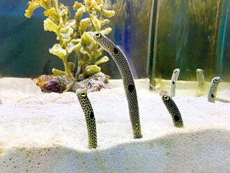 至3／3止 屏東海生館 我的鰻朋友特展 倒數