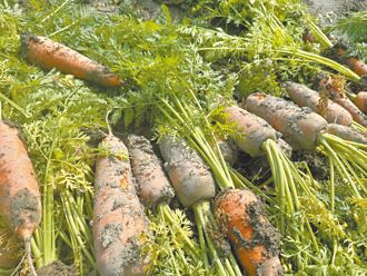 豪雨泡爛紅蘿蔔 南市府速現勘