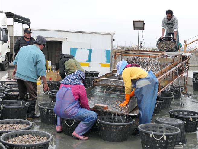 云林县政府为解决文蛤减产、暴毙情况，请屏东科技大学进行专案辅导，渔民收成明显提升，县府20日表示未来将扩大辅导，永续文蛤养殖产业。（张朝欣摄）