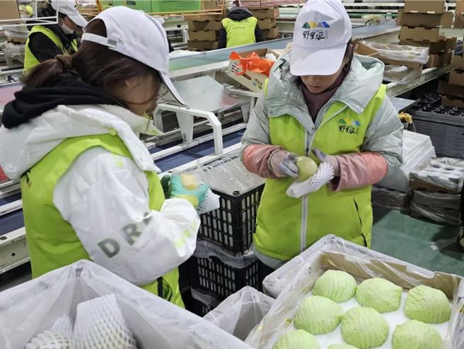 被誉为「梨中爱马仕」，山西隰县玉露香梨口感清甜细腻。（蓝孝威摄）