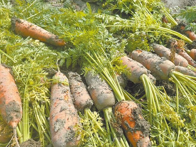 台南市佳里区农会会员代表张旭乔说，他在田区随便挖出20根红萝卜，全都出现损伤情况，担心最后无法採收。（张旭乔提供／张毓翎台南传真）