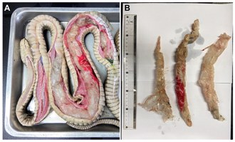 有圖慎入！王錦蛇運送途中暴斃 一解剖全場嚇呆「滿滿塑膠袋」