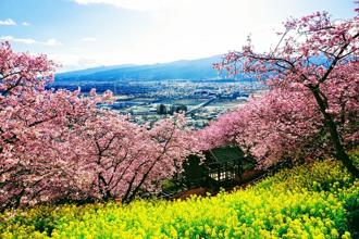 日本早春賞櫻 神奈川西平畑公園徜徉河津櫻花海