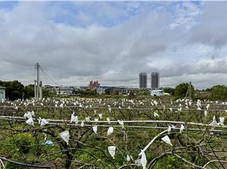 台中東勢梨農損初估逾3成 農民叫苦連天盼啟動天災救助