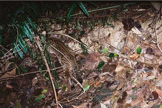 九九峰防砂治理植生回復九成 减少鸟嘴潭淤积友善石虎
