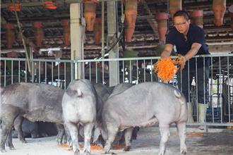 彰化田尾鄉表揚模範農民 餵豬吃紅蘿蔔創造美味豬肉