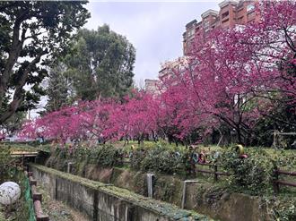 桃园大园樱花盛开 老街溪河滨公园拍美照还能赏飞机