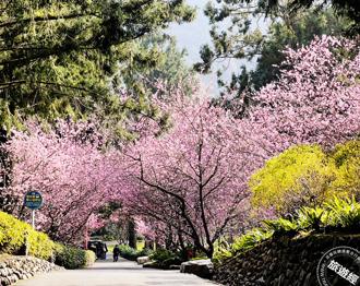 九族樱花季进入八重樱最佳赏期 赏花、品诗画来场艺术对话