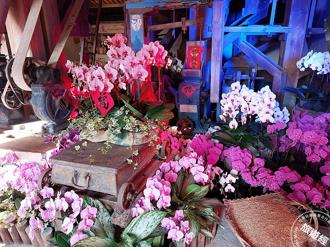 蘭展台南登場！3／8女性免費入場 周邊景點旅遊景點一次看