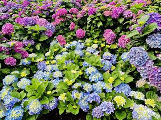台北杜鵑花季3／1才登場 繡球花先綻放搶先暖場 