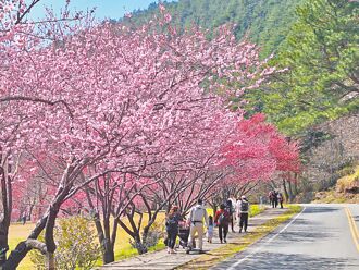 武陵櫻花季交管延長 遊客炸鍋