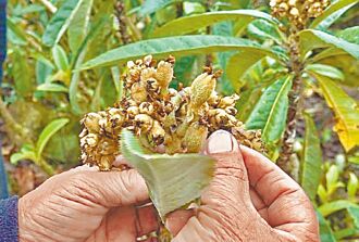 南投 國姓枇杷減產 每公頃補助10萬