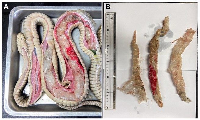 王锦蛇(臭青母)运送过程中突然死亡，研究团队解剖发现，牠的肠胃塞了整整3个塑胶袋。(图／取自台师大永续发展中心)