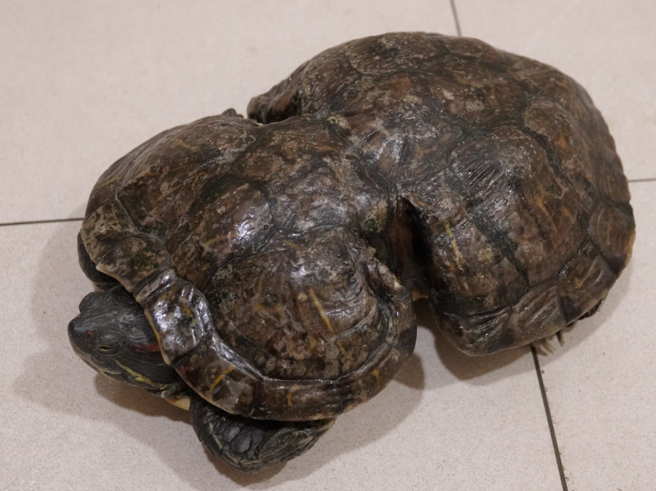 有乌龟小时候遭塑胶制品缠绕，导致长大后龟壳凹陷变形。(图／取自台师大永续发展中心)