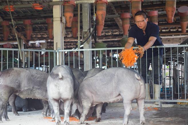 张胜哲喂食猪只红萝卜，是其猪肉好吃的秘诀。（田尾乡农会提供／叶静美彰化传真）