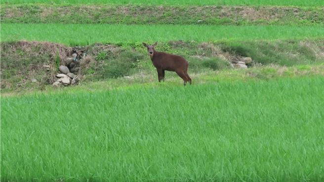 台湾野山羊去年现踪台东县关山镇。（生态工作者林耿弘提供／蔡旻妤台东传真）